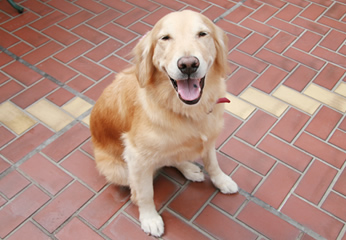 【写真】セラピー犬として院内で大活躍